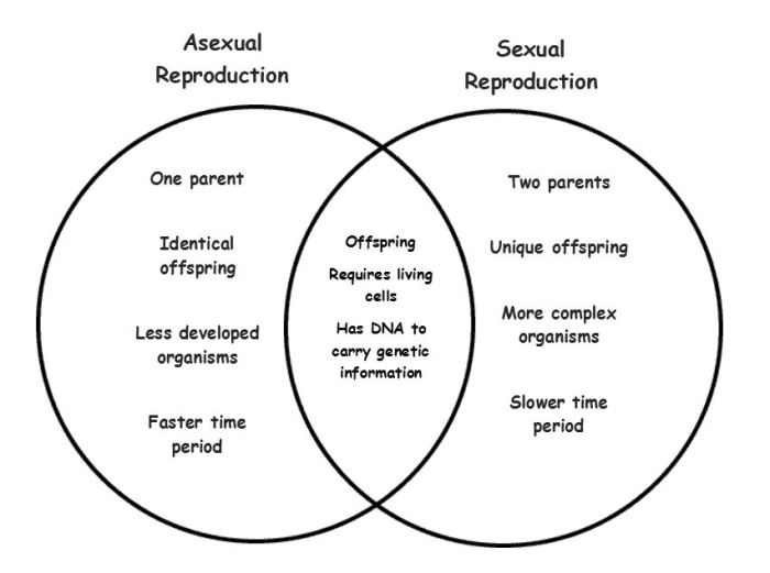 Sexual or asexual worksheet answers