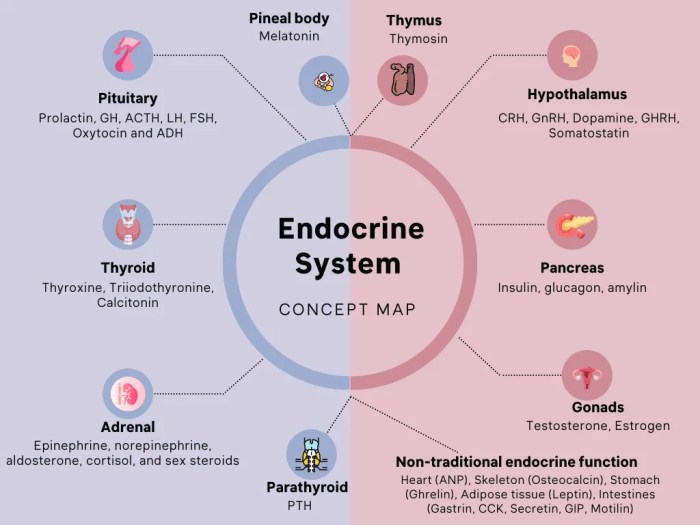 Endocrine system exam questions pdf