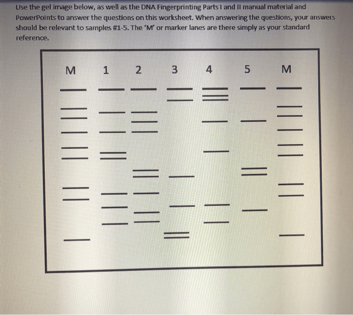 Dna fingerprint analysis gizmo answer key