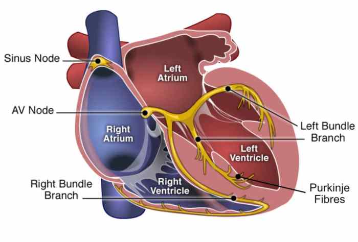 Conduction system of the heart and electrocardiography exercise 31